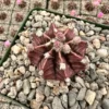Gymnocalycium Mihanovichii Chin Cactus Live Plant - Red Exotic Cactus in 2-3 inch pot - Image 1