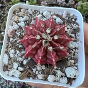 Gymnocalycium Mihanovichii Chin Cactus Live Plant - Red Exotic Cactus in 2-3 inch pot - Image 2