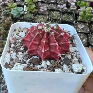 Gymnocalycium Mihanovichii Chin Cactus Live Plant - Red Exotic Cactus in 2-3 inch pot - Image 3