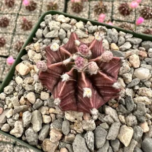 Gymnocalycium Mihanovichii Chin Cactus Live Plant - Red Exotic Cactus in 2-3 inch pot - Image 1