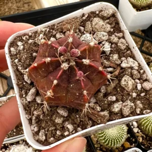 Gymnocalycium Mihanovichii Chin Cactus Live Plant - Red Exotic Cactus in 2-3 inch pot - Image 4