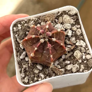 Gymnocalycium Mihanovichii Chin Cactus Live Plant - Red Exotic Cactus in 2-3 inch pot - Image 6