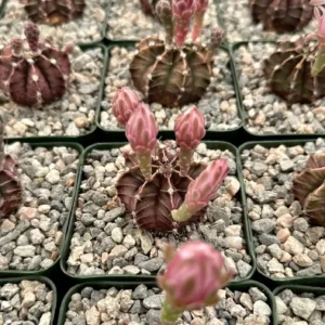 Gymnocalycium Mihanovichii Chin Cactus Live Plant - Red Exotic Cactus in 2-3 inch pot - Image 8