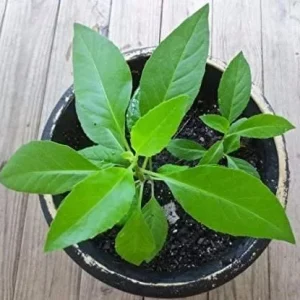 Gynura Procumbens Longevity Spinach Live Plant - 1 Plant in 3" Pot - Image 1