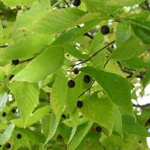 Hackberry Tree (Celtis occidentalis) Live Bare Root Plant - 16+ Inches Outdoor - Image 3