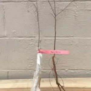 Hackberry Tree Plant 12-24in Tall – Sugar Berry Tree, Bare Root, Zones 3-9 - Image 2