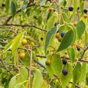 Hackberry Tree Plant (3 Pack) - 12-24in Tall Sugarberry Bare Root Tree - Image 3