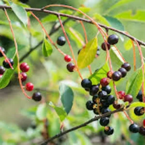 Hackberry Tree Plant (3 Pack) - 12-24in Tall Sugarberry Bare Root Tree - Image 1