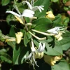 Halliana Honeysuckle Live Plant – Lonicera Japonica – 1-2 ft Tall – 6 inch Pot - Image 1