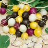 Halloween Mix Radish Seeds - Organic Non-GMO Rainbow Radishes - 100+ Vegetable Seeds - Image 1