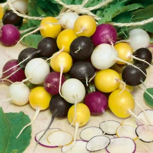 Halloween Mix Radish Seeds - Organic Non-GMO Rainbow Radishes - 100+ Vegetable Seeds - Image 1