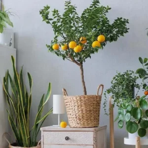 Hamlin Orange Tree Live Plant – 2-4 ft Grafted Citrus sinensis - Image 1