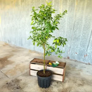 Hamlin Orange Tree Live Plant – 2-4 ft Grafted Citrus sinensis - Image 2