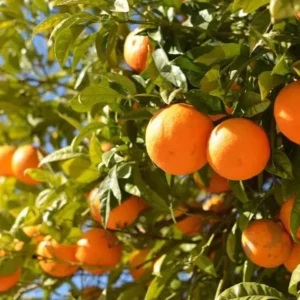 Hamlin Orange Tree Live Plant – 2-4 ft Grafted Citrus sinensis - Image 3