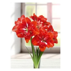 Happy Nymph Amaryllis Bulb 30-34cm+ – Double Red Blossom – Indoor/Outdoor - Image 1