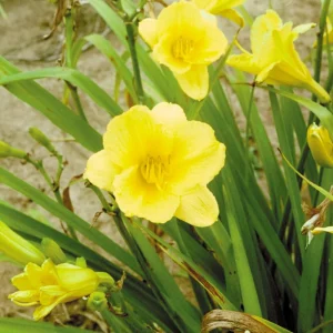 Happy Returns Daylily Bare Root - Lemon Yellow Perennial Plant, Fragrant, Reblooming, 18