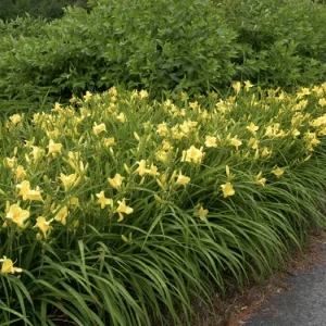 Happy Returns Daylily Bare Root - Lemon Yellow Perennial Plant, Fragrant, Reblooming, 18