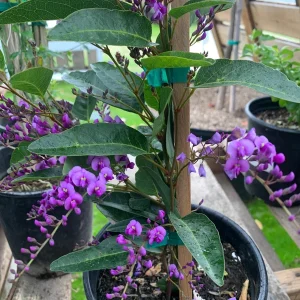 Hardenbergia Violacea Vine – Live Plant – 3-4 Feet Tall – 3 Gallon Pot – Outdoor - Image 1