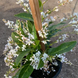 Hardenbergia Violacea 'White Out' Live Plant – White Lilac Vine – 3-4 ft Tall – 3 Gallon Pot – Outdoor - Image 2
