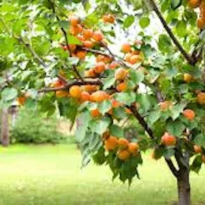 Hardy Apricot Tree Live Plant - Prunus armeniaca Fruit Starter, Deciduous Outdoor - Image 3