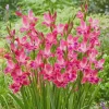 Hardy Gladiolus Bulbs – Perennial Flowering Plants for Summer Gardens - Image 1