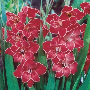 Hardy Gladiolus Bulbs – Perennial Flowering Plants for Summer Gardens - Image 2