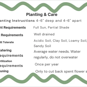 Hardy Gladiolus Bulbs – Perennial Flowering Plants for Summer Gardens - Image 5