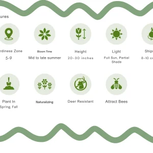 Hardy Gladiolus Bulbs – Perennial Flowering Plants for Summer Gardens - Image 6