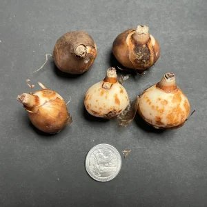 Hardy Gladiolus Bulbs – Perennial Flowering Plants for Summer Gardens - Image 8