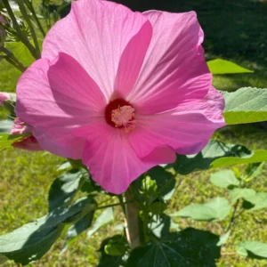 Hardy Hibiscus Mix Live Plant – 4 inch Pot – Perennial Flower for Outdoor Garden - Image 2