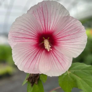 Hardy Hibiscus Mix Live Plant – 4 inch Pot – Perennial Flower for Outdoor Garden - Image 4