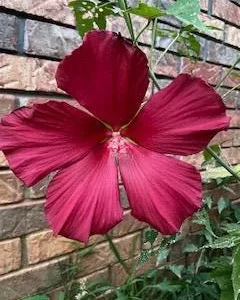 Hardy Hibiscus Mix Live Plant – 4 inch Pot – Perennial Flower for Outdoor Garden - Image 5
