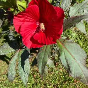 Hardy Hibiscus Mix Live Plant – 4 inch Pot – Perennial Flower for Outdoor Garden - Image 6