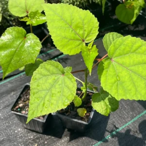 Hardy Hibiscus Mix Live Plant – 4 inch Pot – Perennial Flower for Outdoor Garden - Image 7