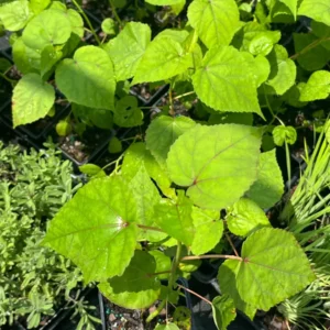 Hardy Hibiscus Mix Live Plant – 4 inch Pot – Perennial Flower for Outdoor Garden - Image 9