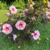 Hardy Hibiscus Mix Live Plant - 4'' Pot - Perennial Outdoor Flower - Image 1