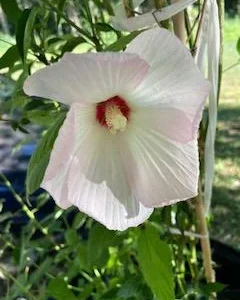 Hardy Hibiscus Mix Live Plant - 4'' Pot - Perennial Outdoor Flower - Image 3