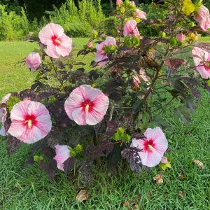 Hardy Hibiscus Mix Live Plant - 4'' Pot - Perennial Outdoor Flower - Image 1