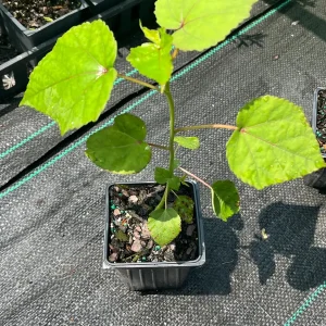 Hardy Hibiscus Mix Live Plant - 4'' Pot - Perennial Outdoor Flower - Image 8