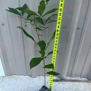 Hardy Pecan Tree (Carya illinoinensis) Live Plant 3.5in Pot 10-16in Tall - Image 3