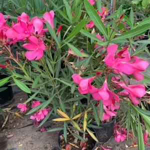 Hardy Pink Oleander Live Plant – 1-2 ft Tall Shrub in 1 Gallon Pot - Image 3