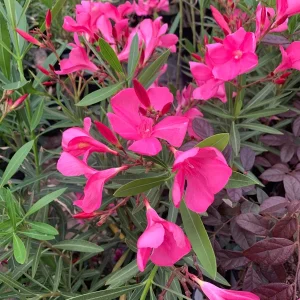 Hardy Pink Oleander Live Plant – 1-2 ft Tall Shrub in 1 Gallon Pot - Image 1