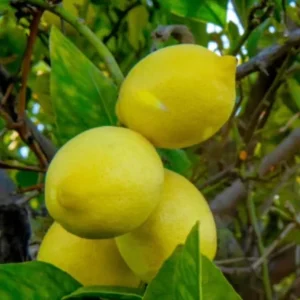 Harvey Lemon Tree Live Plant, Grafted, 1/2 Gallon Pot, Cold Hardy Citrus - Image 2