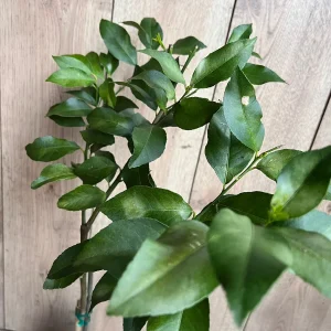 Harvey Lemon Tree Live Plant, Grafted, 1/2 Gallon Pot, Cold Hardy Citrus - Image 3