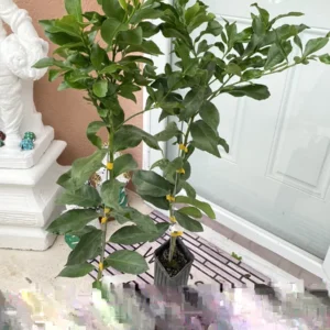 Harvey Lemon Tree Live Plant – Grafted – 3ft Tall – Potted Outdoor Citrus - Image 2