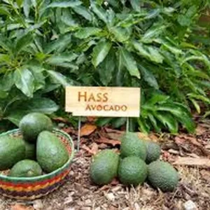 Hass Avocado Live Plant – 0.5 Gallon Pot – Premium Fruit Tree – Persea americana - Image 2