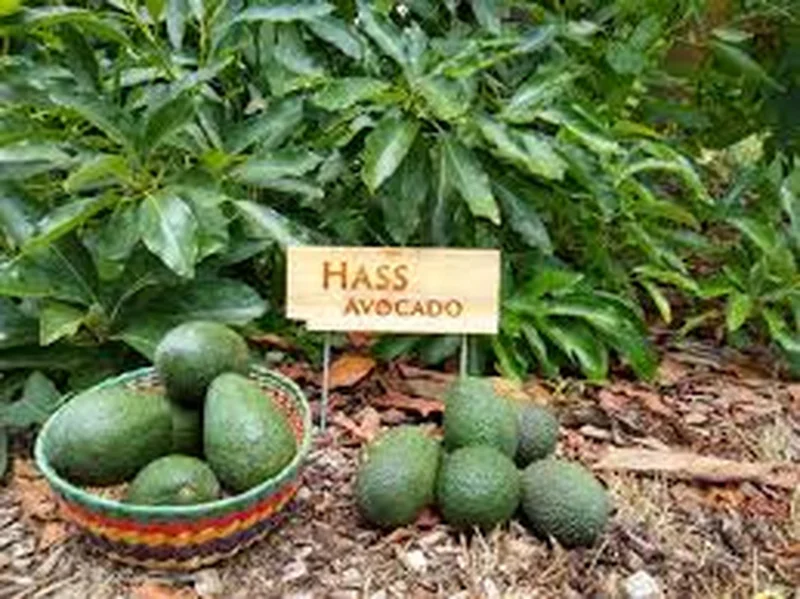 Hass Avocado Live Plant – 0.5 Gallon Pot – Premium Fruit Tree – Persea americana - Image 2