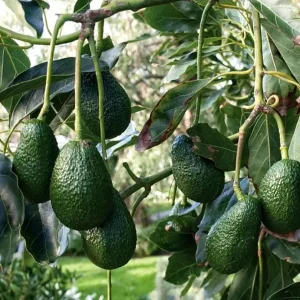 Hass Avocado Live Plant – 0.5 Gallon Pot – Premium Fruit Tree – Persea americana - Image 3