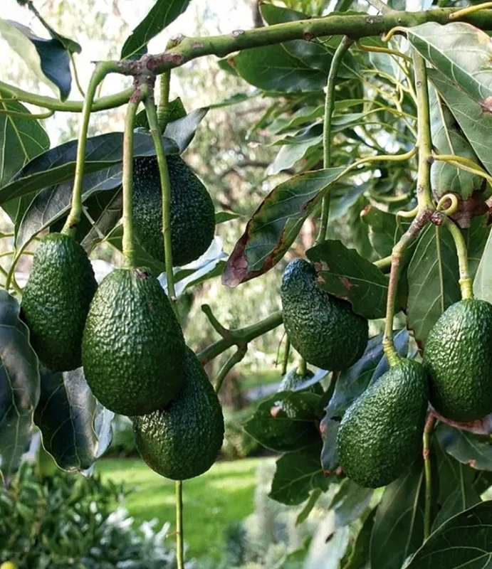 Hass Avocado Live Plant – 0.5 Gallon Pot – Premium Fruit Tree – Persea americana - Image 3