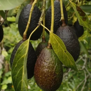 Hass Avocado Live Plant – 0.5 Gallon Pot – Premium Fruit Tree – Persea americana - Image 4